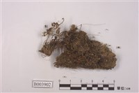 藏品(扭口苔屬)的圖片